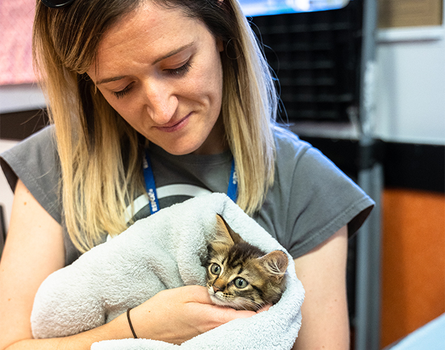 cat rehabilitation rspca queensland